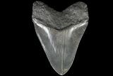 Serrated Monster Megalodon Tooth #76965-2
